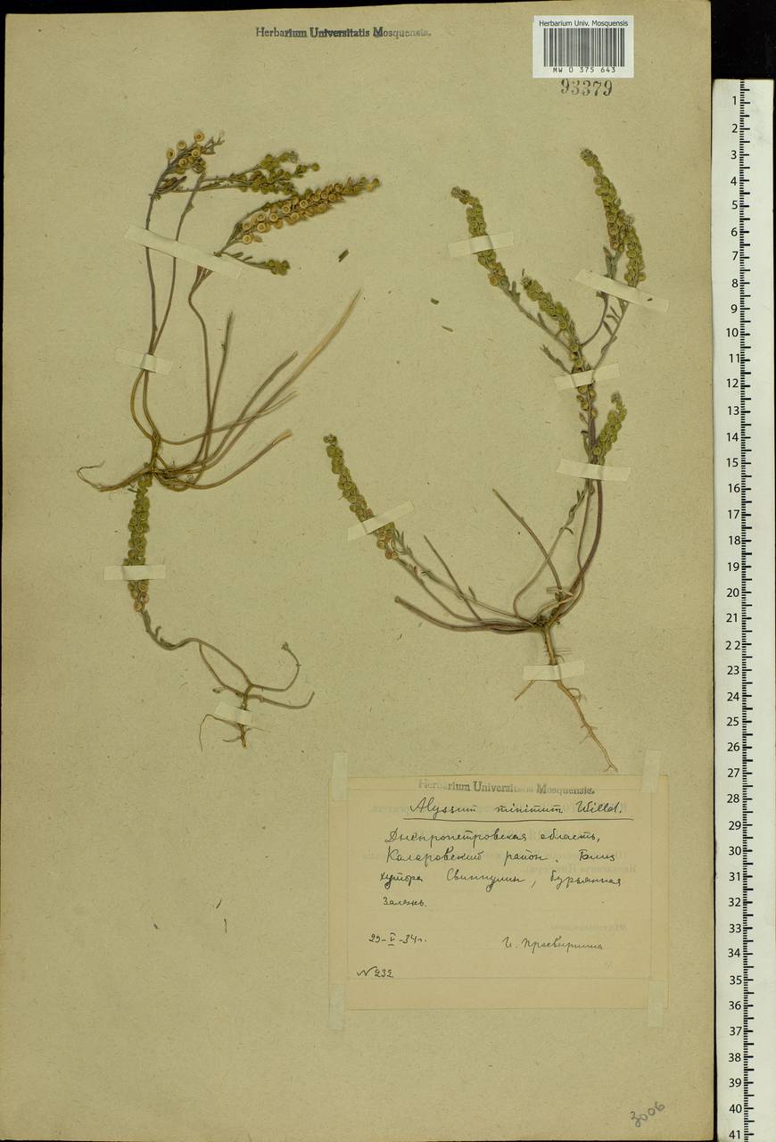 Alyssum turkestanicum Regel & Schmalh., Eastern Europe, South Ukrainian region (E12) (Ukraine)