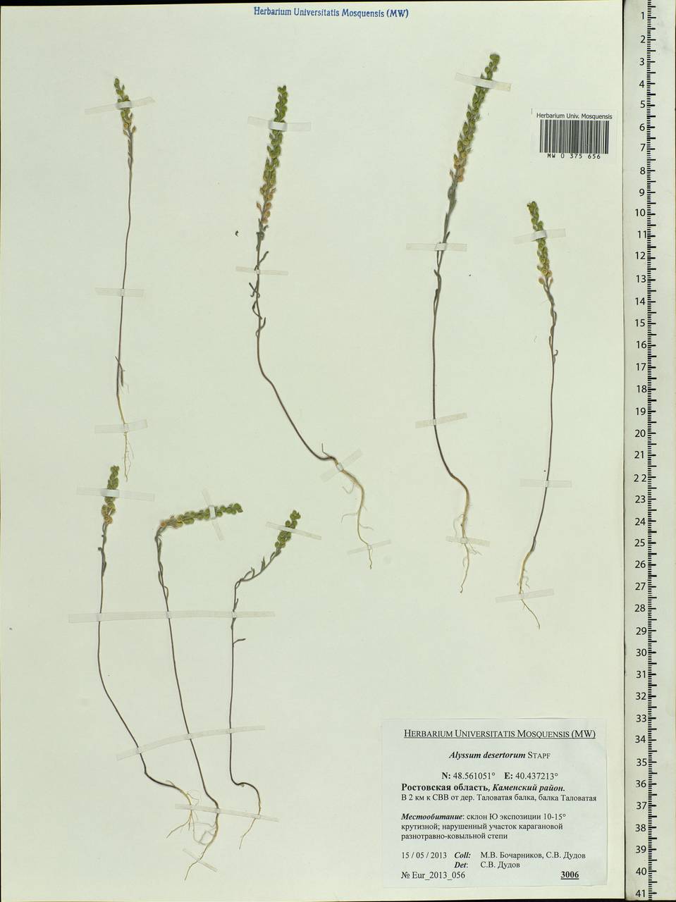 Alyssum turkestanicum Regel & Schmalh. ex Regel, Eastern Europe, Rostov Oblast (E12a) (Russia)