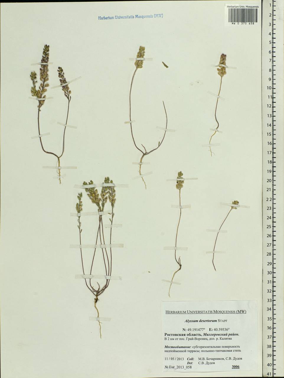Alyssum turkestanicum Regel & Schmalh. ex Regel, Eastern Europe, Rostov Oblast (E12a) (Russia)