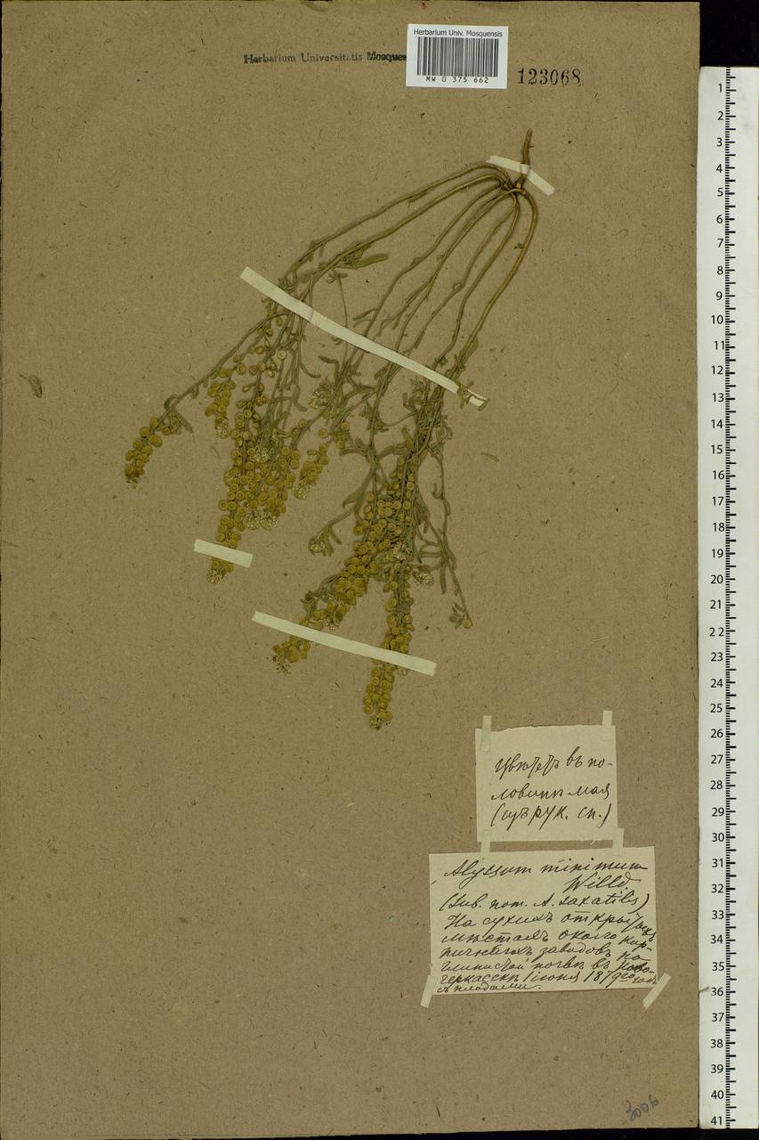 Alyssum turkestanicum Regel & Schmalh. ex Regel, Eastern Europe, Rostov Oblast (E12a) (Russia)