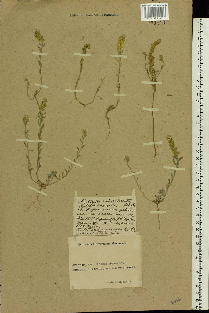Alyssum turkestanicum Regel & Schmalh., Eastern Europe, Rostov Oblast (E12a) (Russia)