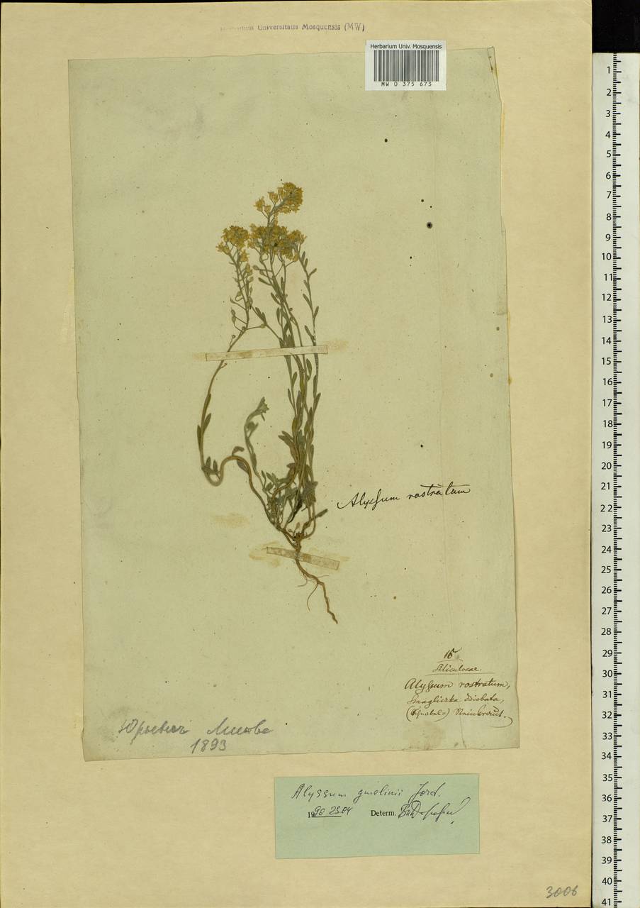 Alyssum gmelinii Jord. & Fourr., Eastern Europe, Lithuania (E2a) (Lithuania)