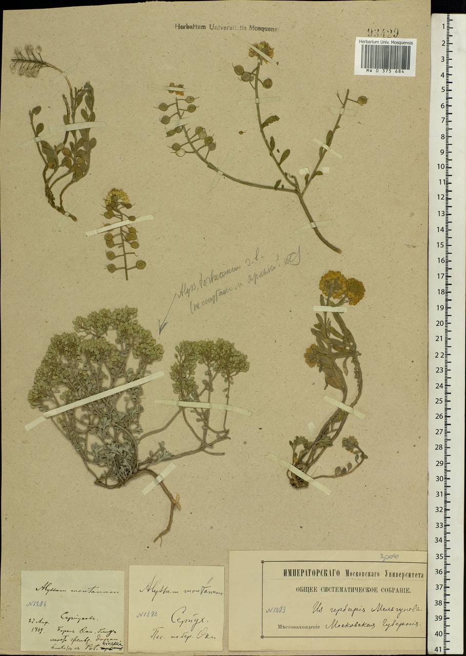 Alyssum gmelinii Jord. & Fourr., Eastern Europe, Moscow region (E4a) (Russia)