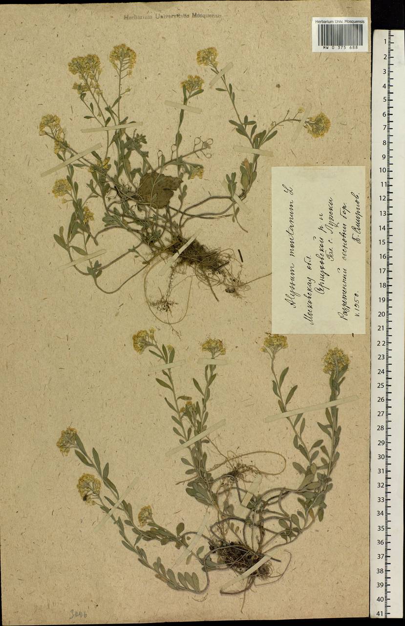 Alyssum gmelinii Jord. & Fourr., Eastern Europe, Moscow region (E4a) (Russia)