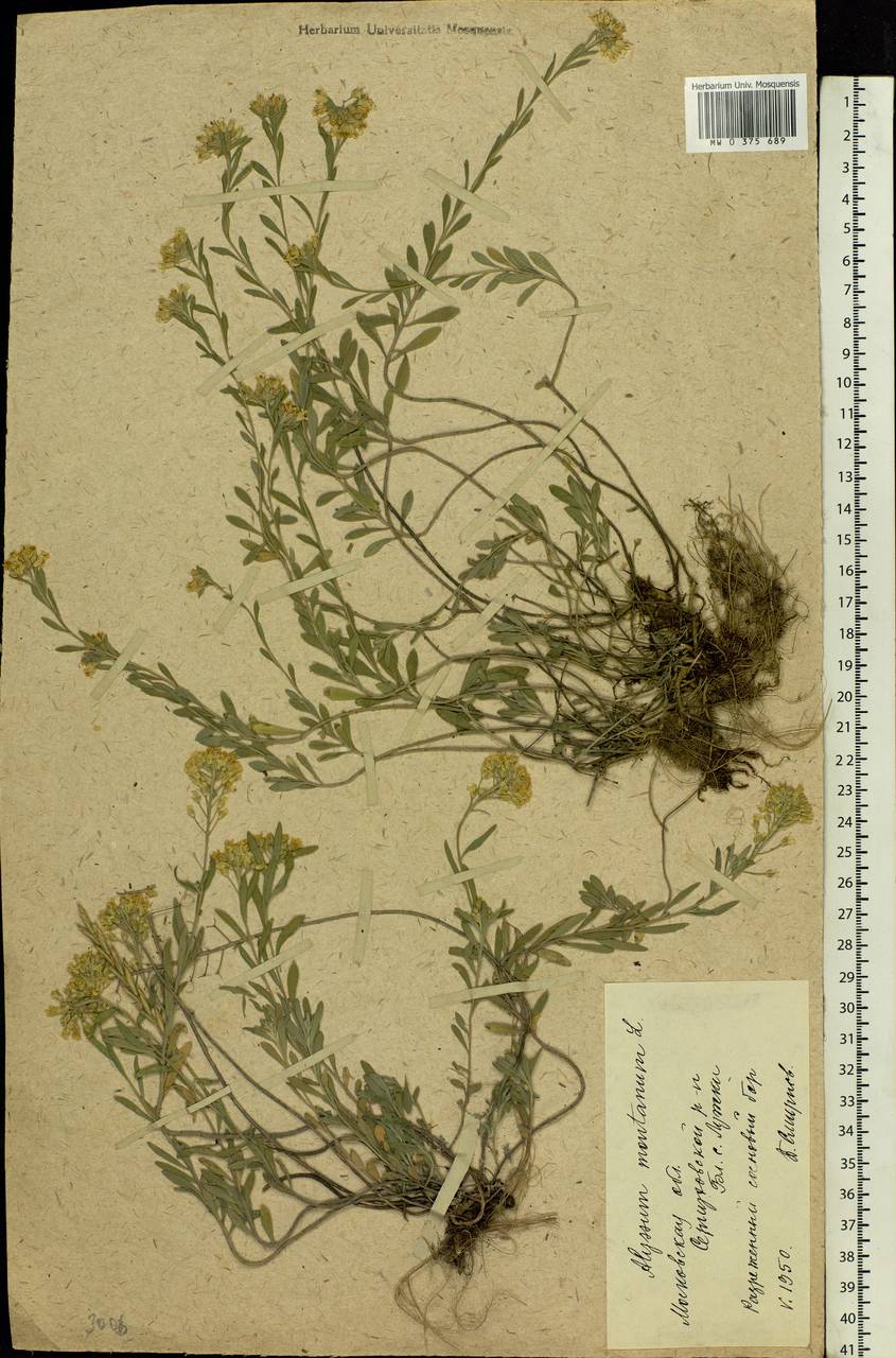Alyssum gmelinii Jord. & Fourr., Eastern Europe, Moscow region (E4a) (Russia)