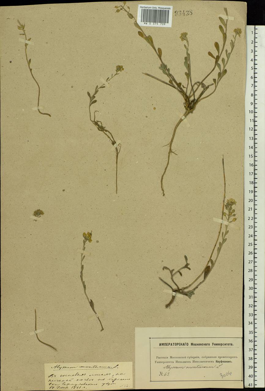 Alyssum gmelinii Jord. & Fourr., Eastern Europe, Moscow region (E4a) (Russia)