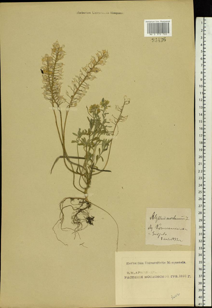 Alyssum gmelinii Jord. & Fourr., Eastern Europe, Moscow region (E4a) (Russia)