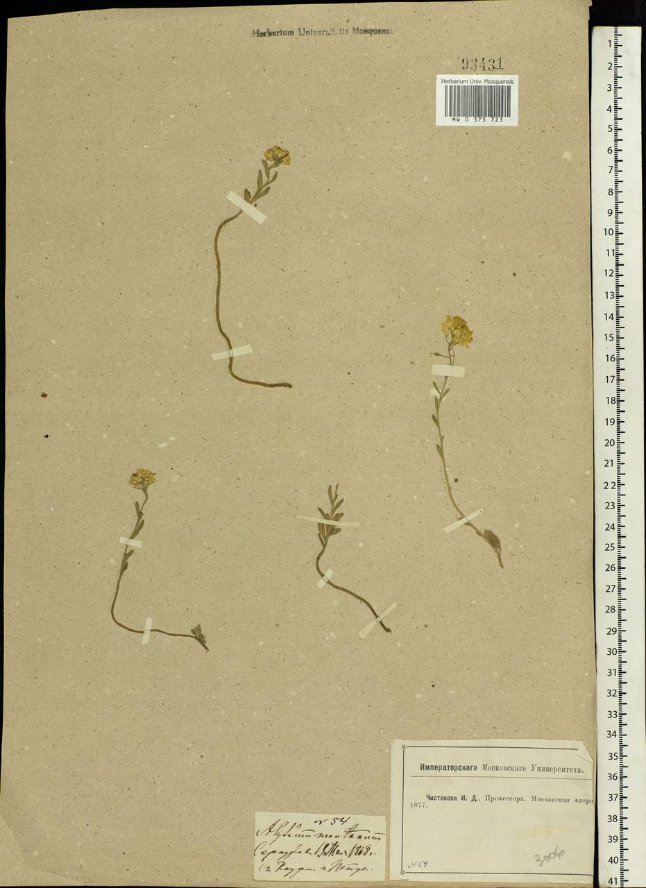 Alyssum gmelinii Jord. & Fourr., Eastern Europe, Moscow region (E4a) (Russia)