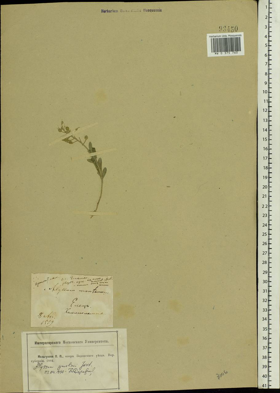 Alyssum gmelinii Jord. & Fourr., Eastern Europe, Central forest-and-steppe region (E6) (Russia)