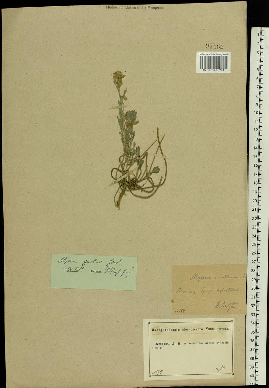 Alyssum gmelinii Jord. & Fourr., Eastern Europe, Central forest-and-steppe region (E6) (Russia)