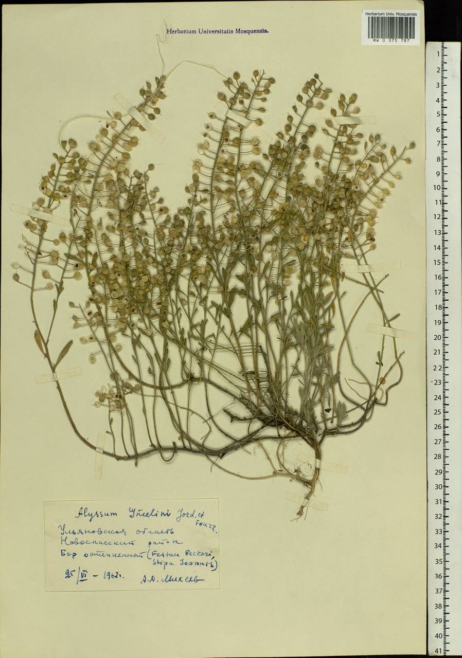 Alyssum gmelinii Jord. & Fourr., Eastern Europe, Middle Volga region (E8) (Russia)
