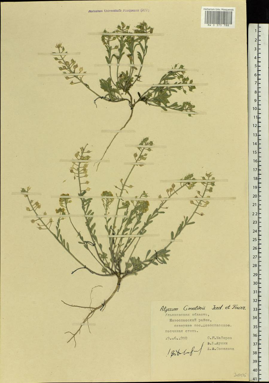 Alyssum gmelinii Jord. & Fourr., Eastern Europe, Middle Volga region (E8) (Russia)