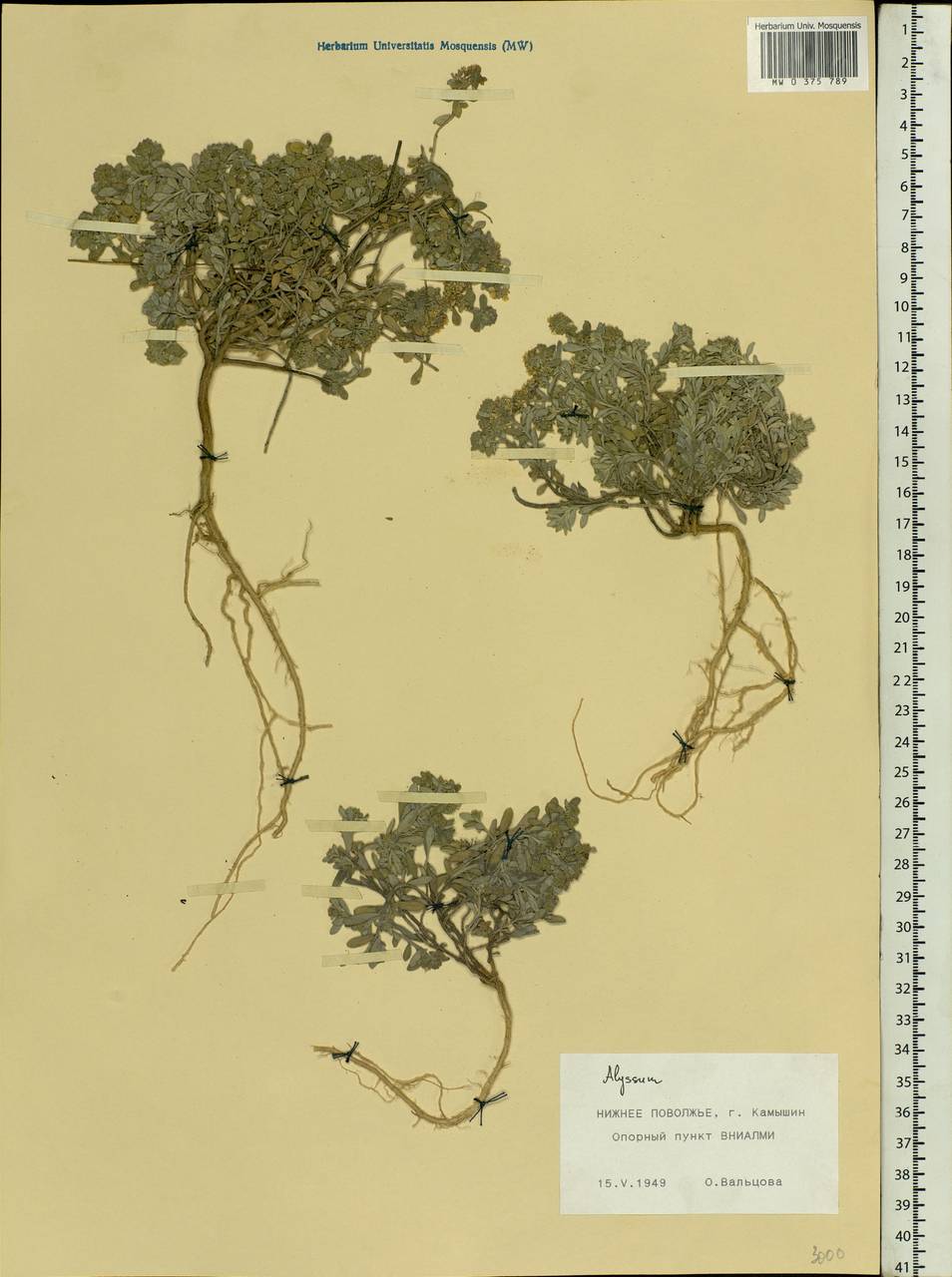 Alyssum gmelinii Jord. & Fourr., Eastern Europe, Lower Volga region (E9) (Russia)