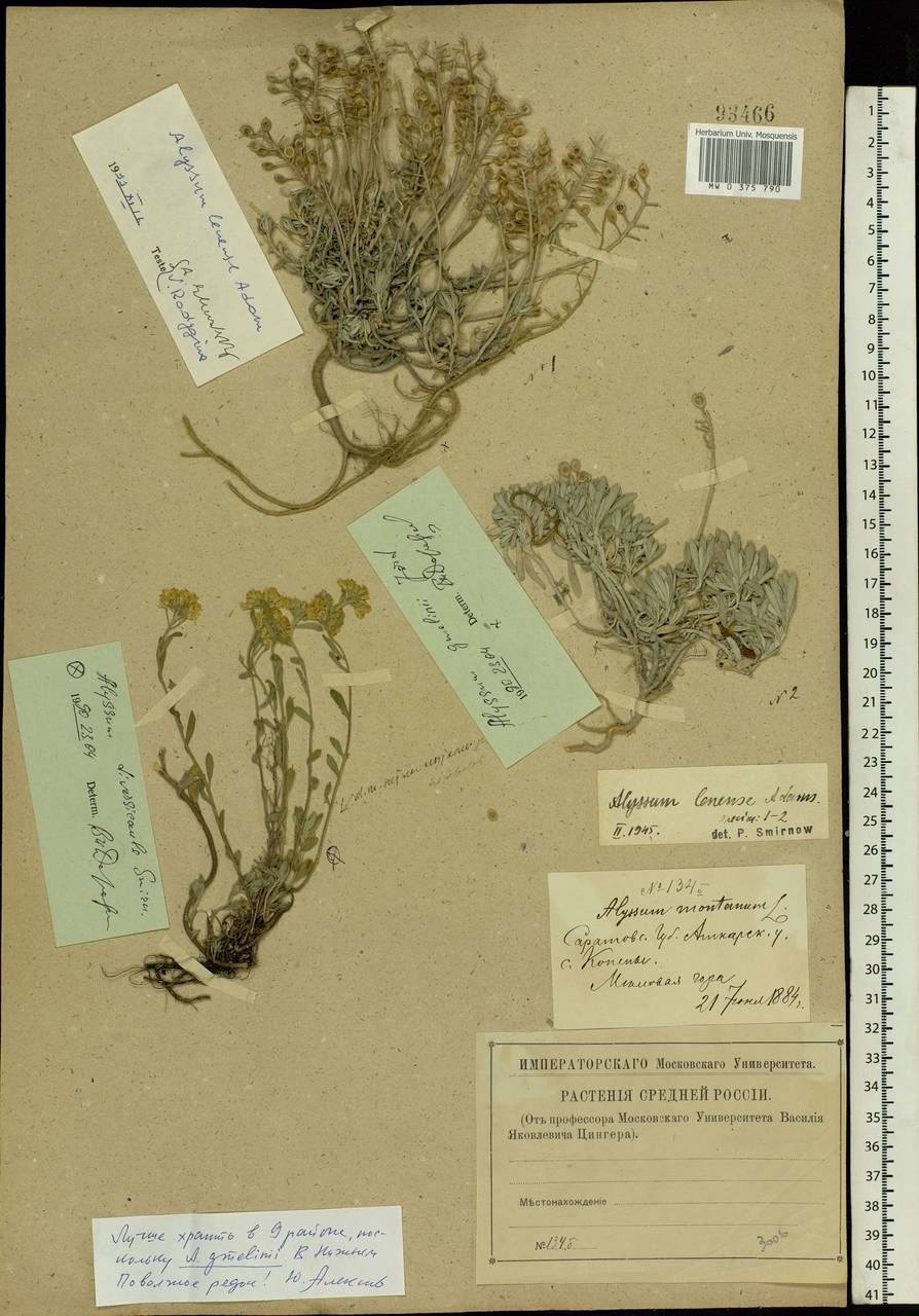 Alyssum gmelinii Jord. & Fourr., Eastern Europe, Lower Volga region (E9) (Russia)