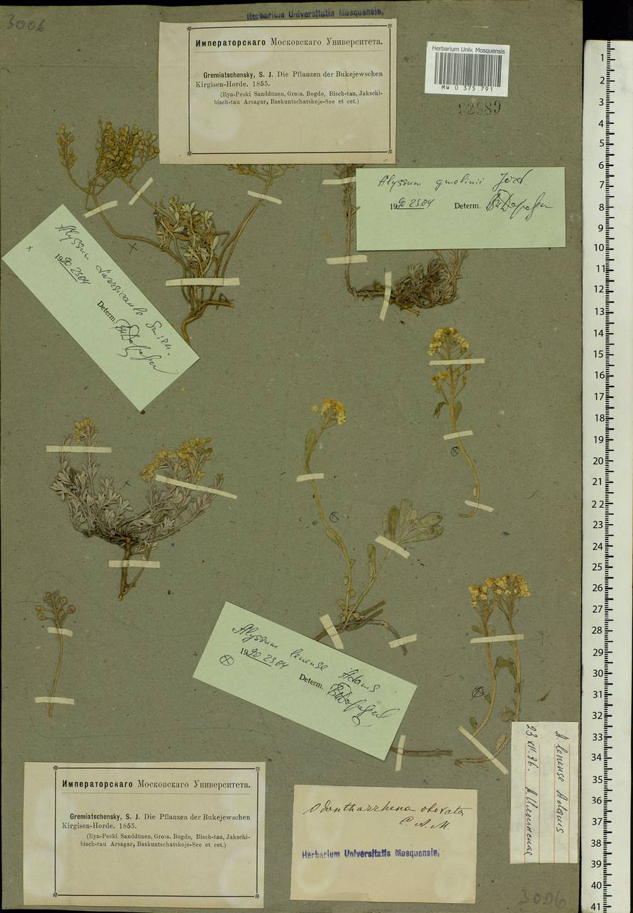 Alyssum gmelinii Jord. & Fourr., Eastern Europe, Lower Volga region (E9) (Russia)