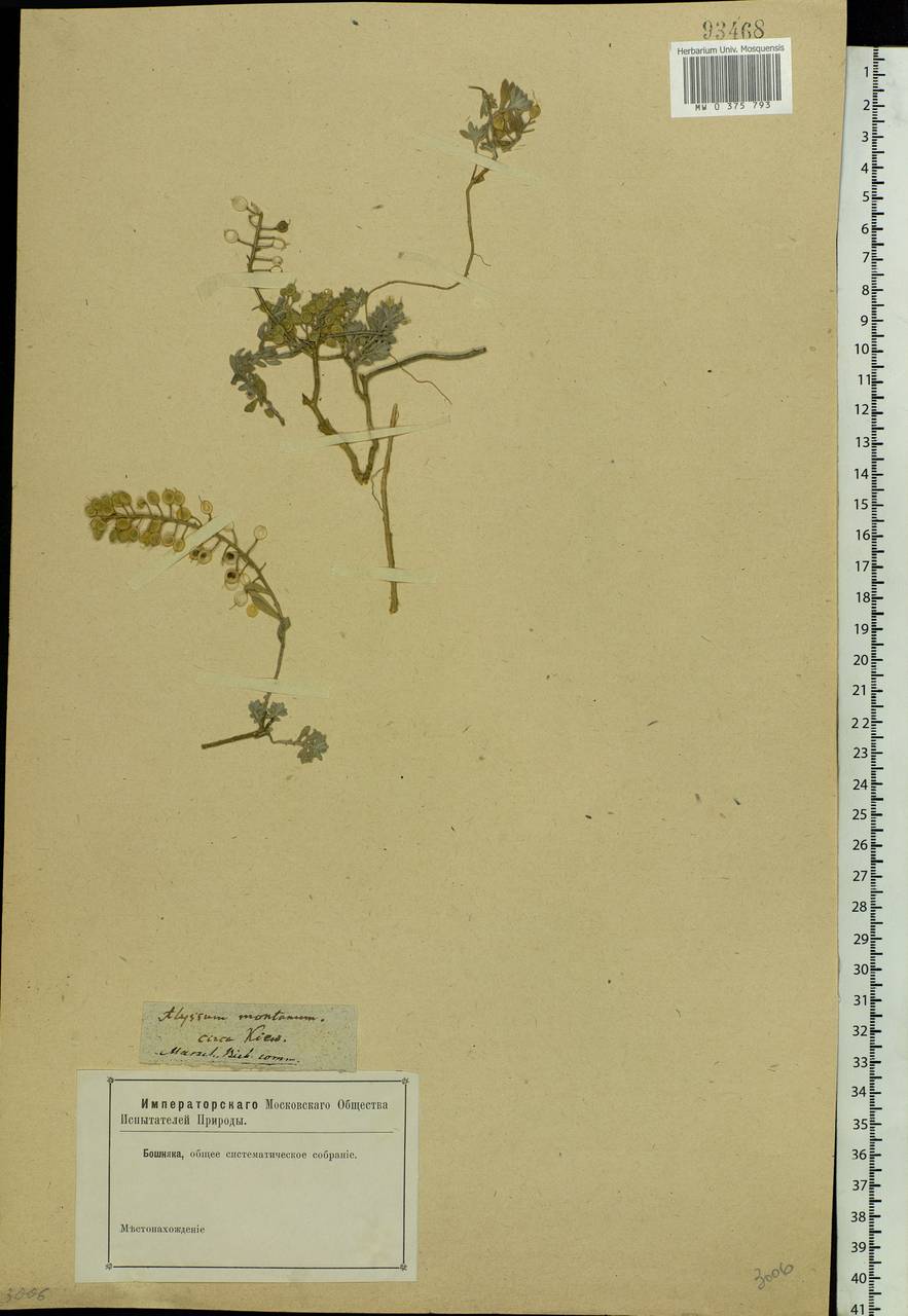 Alyssum gmelinii Jord. & Fourr., Eastern Europe, North Ukrainian region (E11) (Ukraine)