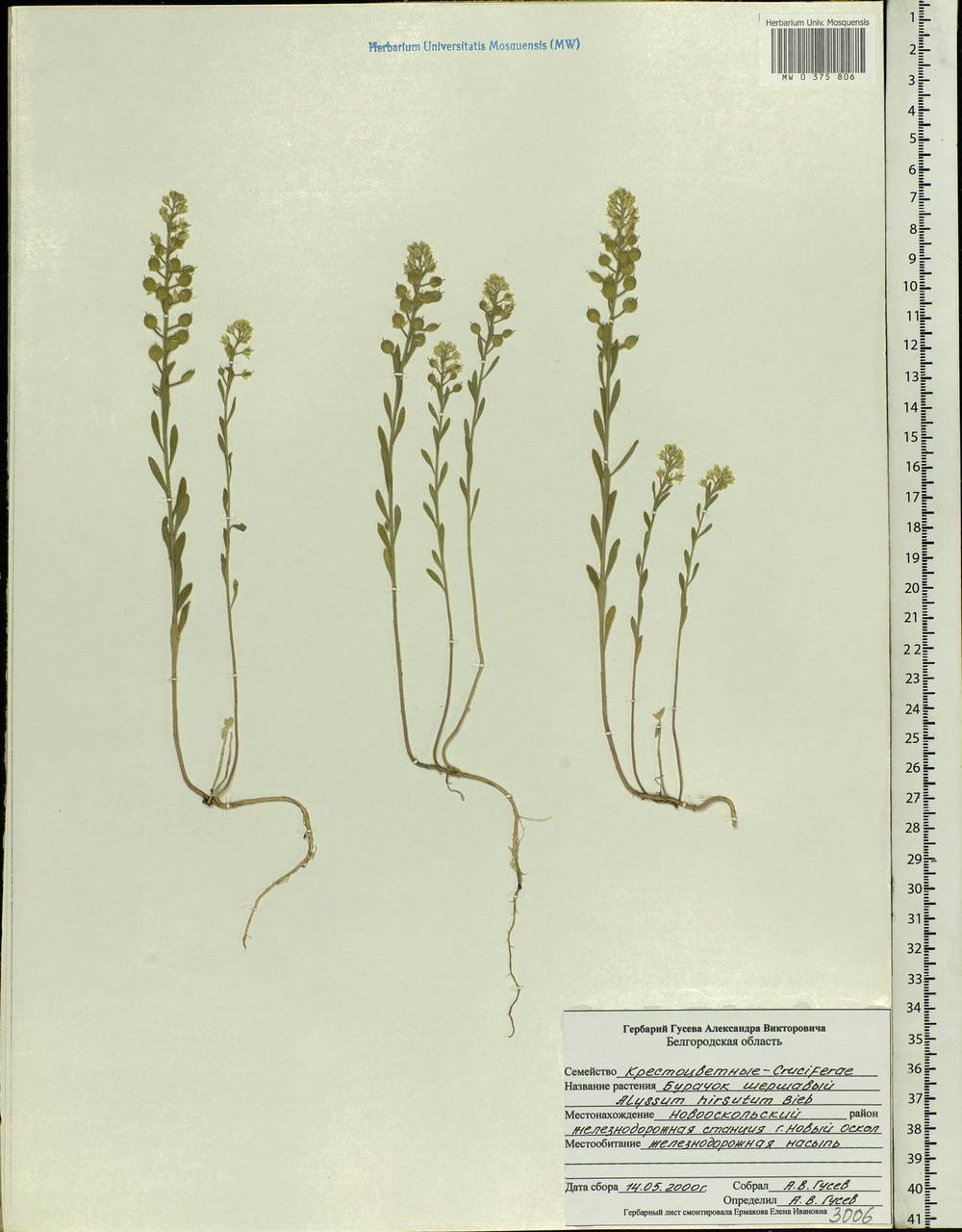 Alyssum hirsutum M.Bieb., Eastern Europe, Central forest-and-steppe region (E6) (Russia)