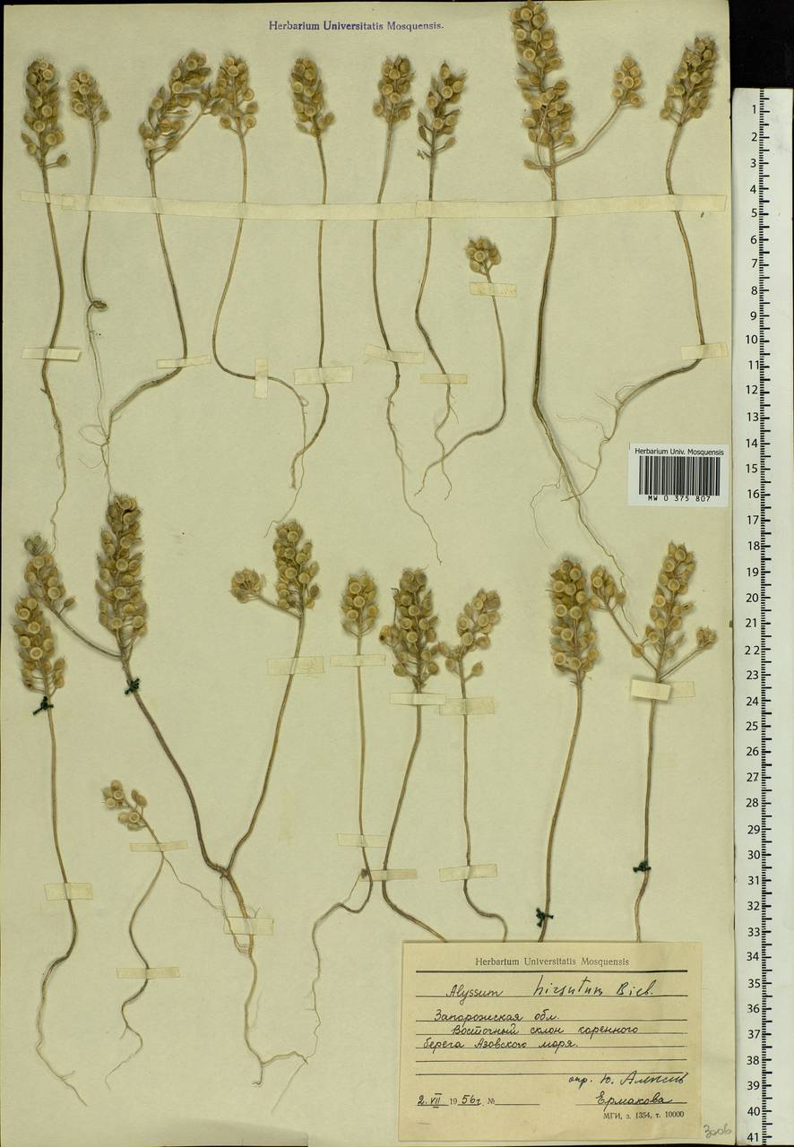 Alyssum hirsutum M.Bieb., Eastern Europe, South Ukrainian region (E12) (Ukraine)