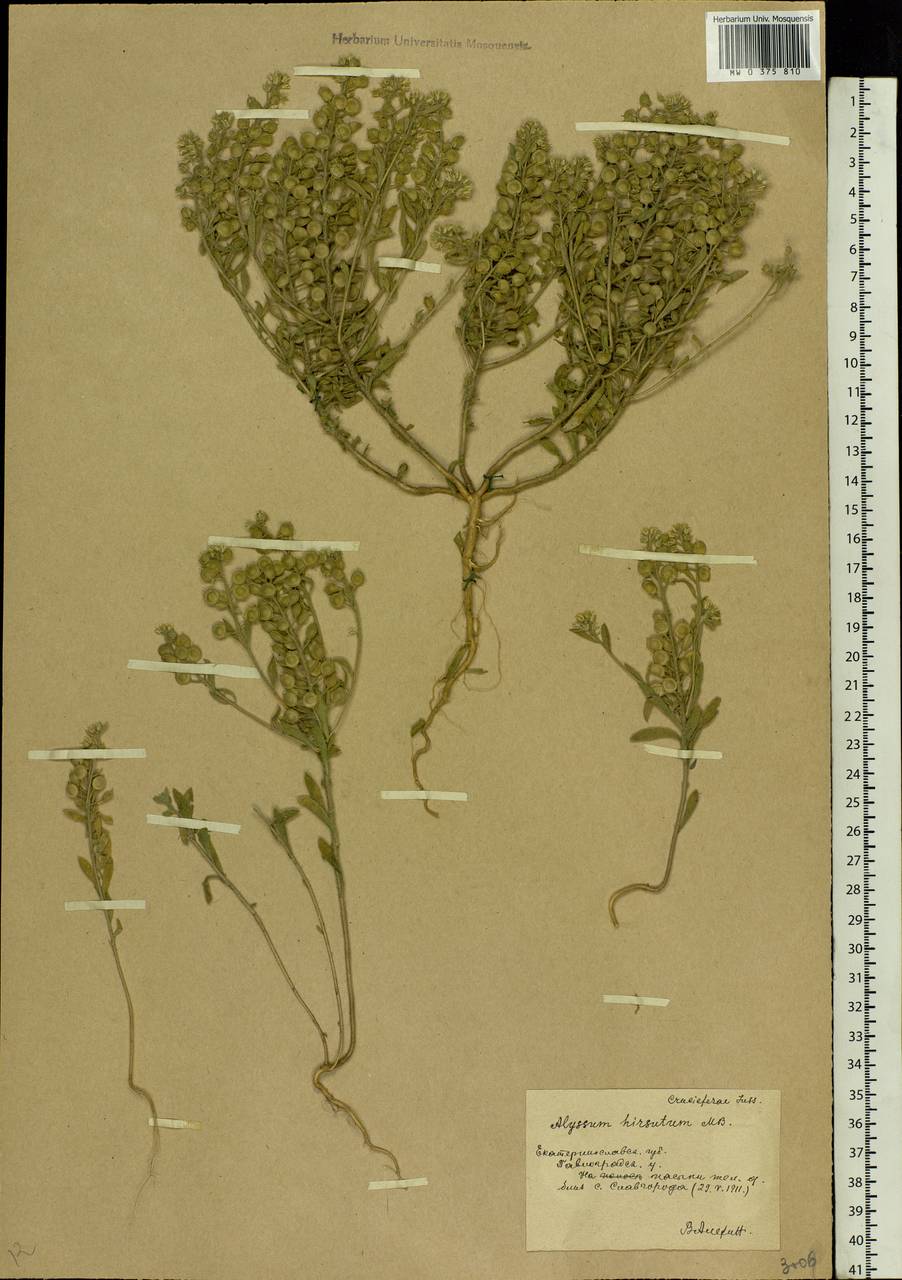 Alyssum hirsutum M.Bieb., Eastern Europe, South Ukrainian region (E12) (Ukraine)