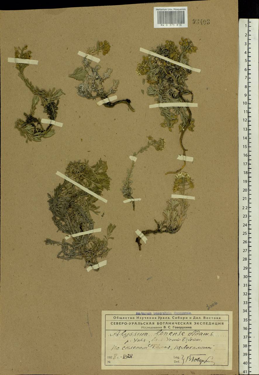 Alyssum lenense Adams, Eastern Europe, Northern region (E1) (Russia)