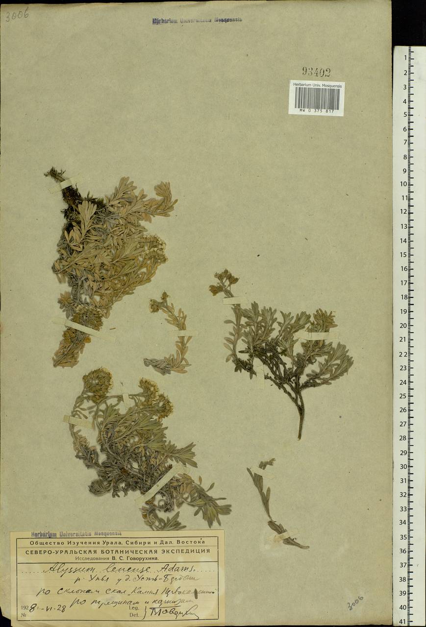 Alyssum lenense Adams, Eastern Europe, Northern region (E1) (Russia)