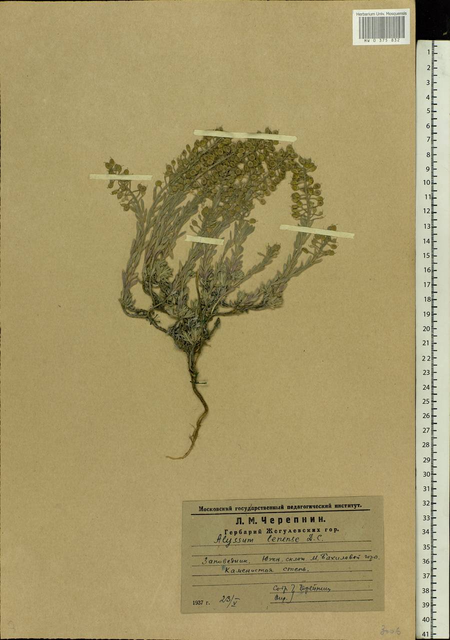 Alyssum lenense Adams, Eastern Europe, Middle Volga region (E8) (Russia)