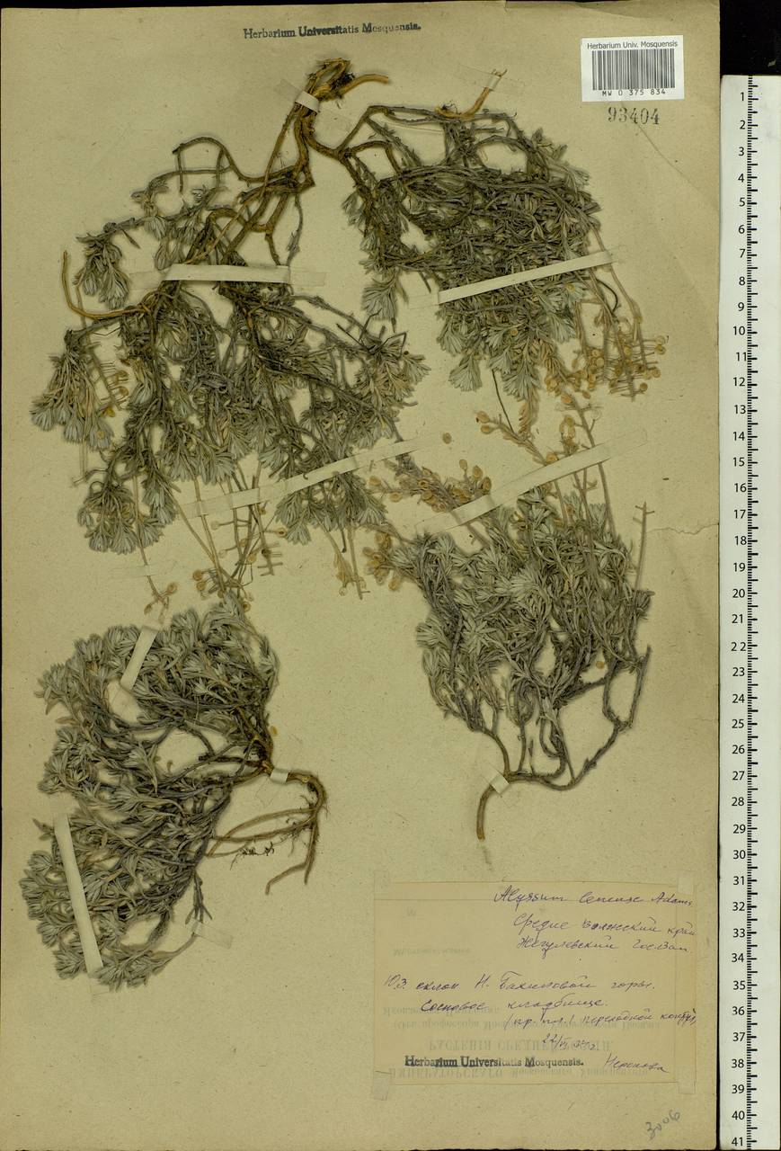 Alyssum lenense Adams, Eastern Europe, Middle Volga region (E8) (Russia)
