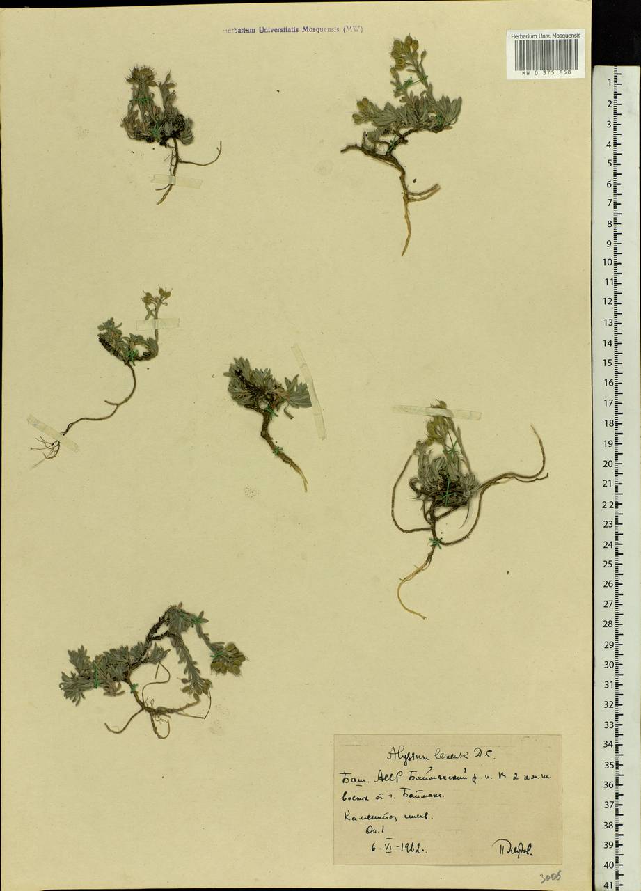 Alyssum lenense Adams, Eastern Europe, Eastern region (E10) (Russia)