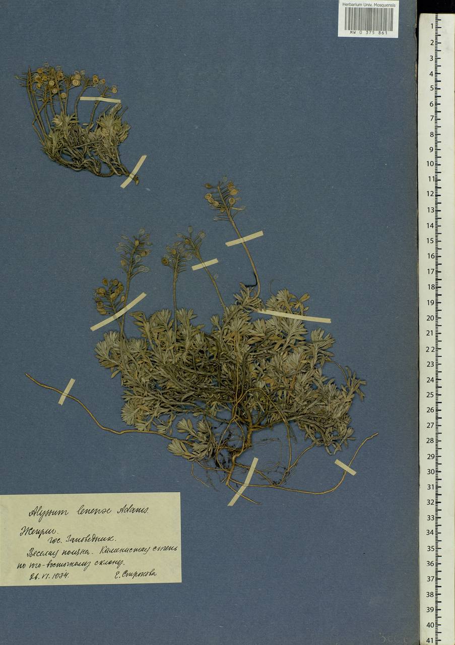 Alyssum lenense Adams, Eastern Europe, Middle Volga region (E8) (Russia)