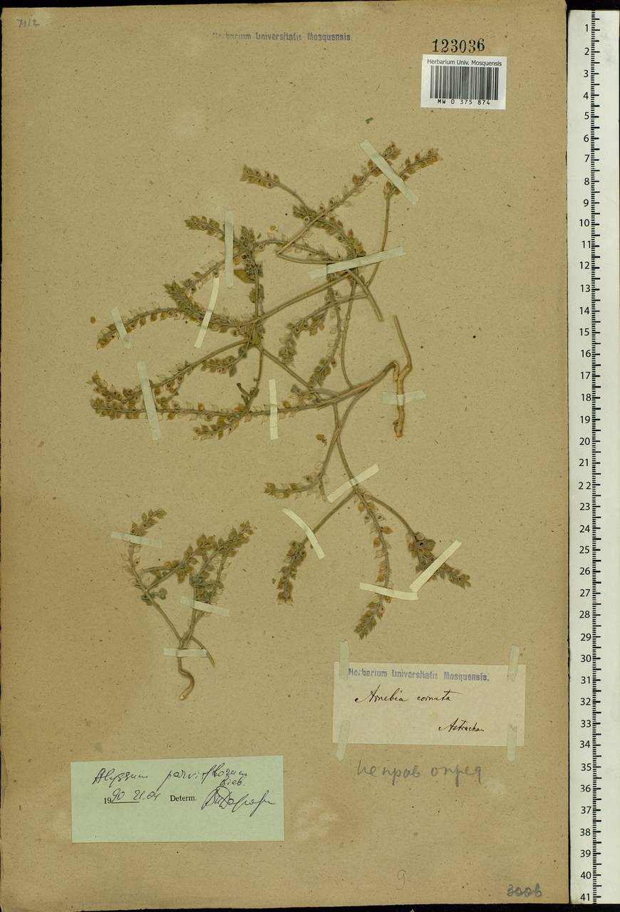 Alyssum strigosum subsp. strigosum, Eastern Europe, Lower Volga region (E9) (Russia)