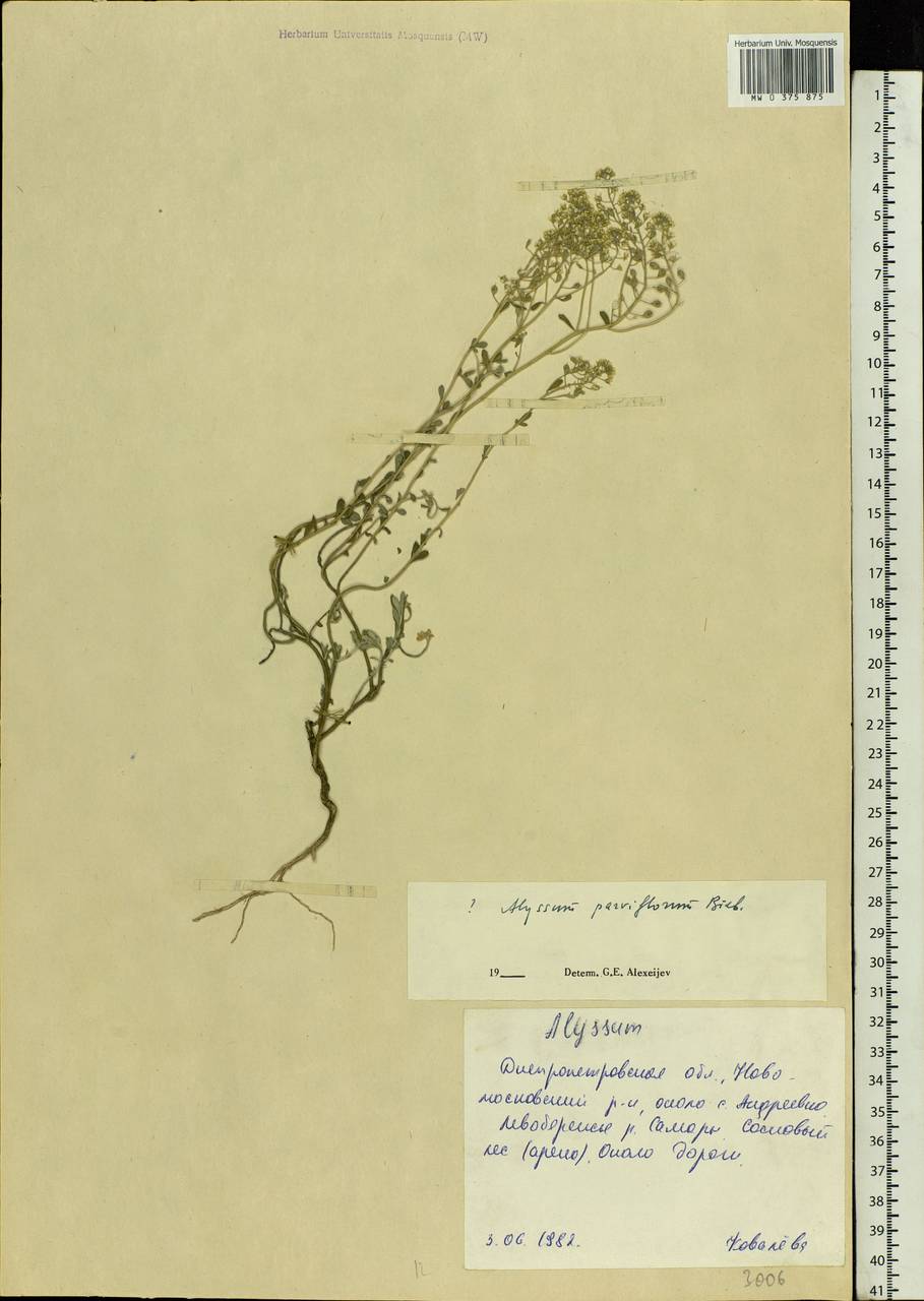 Alyssum simplex Rudolphi, Eastern Europe, South Ukrainian region (E12) (Ukraine)