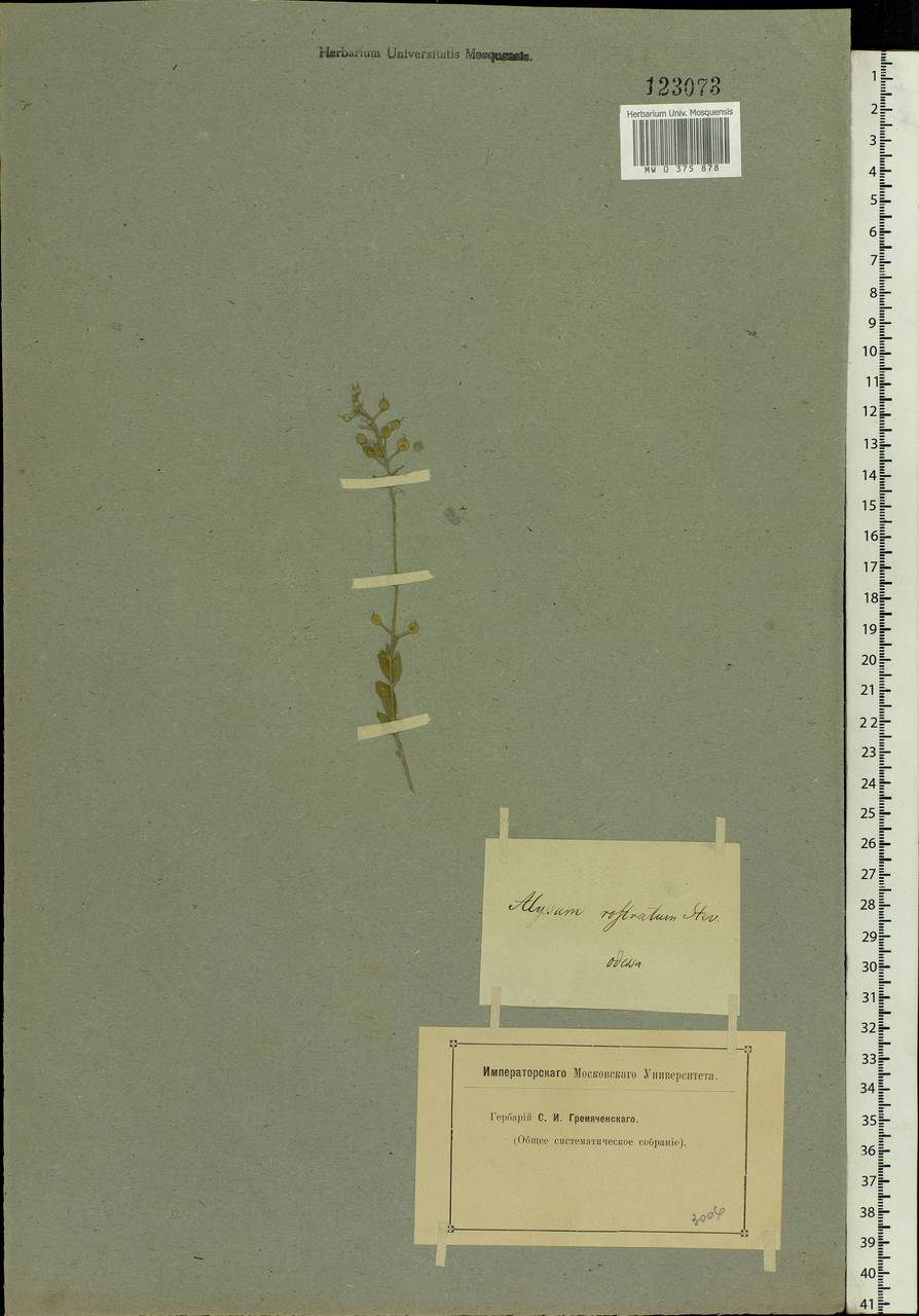 Alyssum strigosum subsp. strigosum, Eastern Europe, South Ukrainian region (E12) (Ukraine)