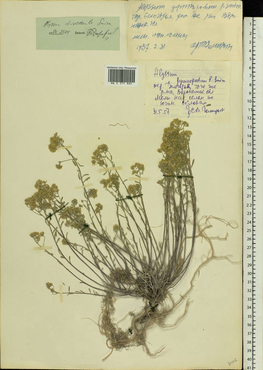 Odontarrhena tortuosa (Waldst. & Kit. ex Willd.) C.A.Mey., Eastern Europe, Central forest-and-steppe region (E6) (Russia)