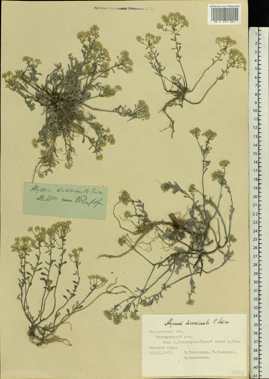 Odontarrhena tortuosa subsp. tortuosa, Eastern Europe, Central forest-and-steppe region (E6) (Russia)