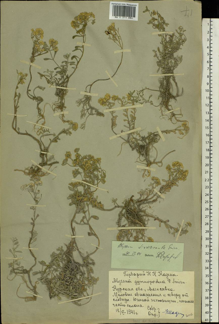 Odontarrhena tortuosa subsp. tortuosa, Eastern Europe, Central forest-and-steppe region (E6) (Russia)