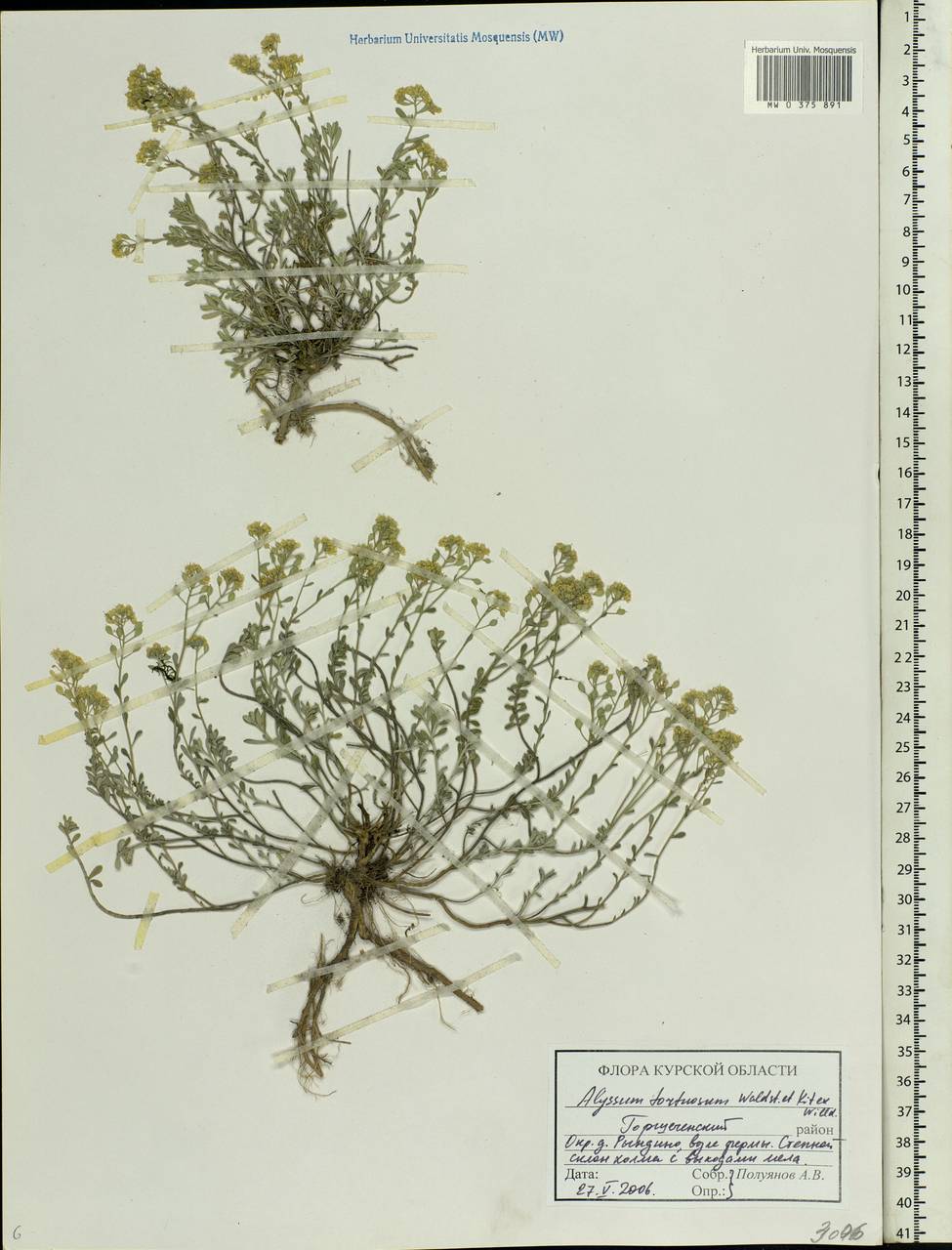Odontarrhena tortuosa subsp. tortuosa, Eastern Europe, Central forest-and-steppe region (E6) (Russia)