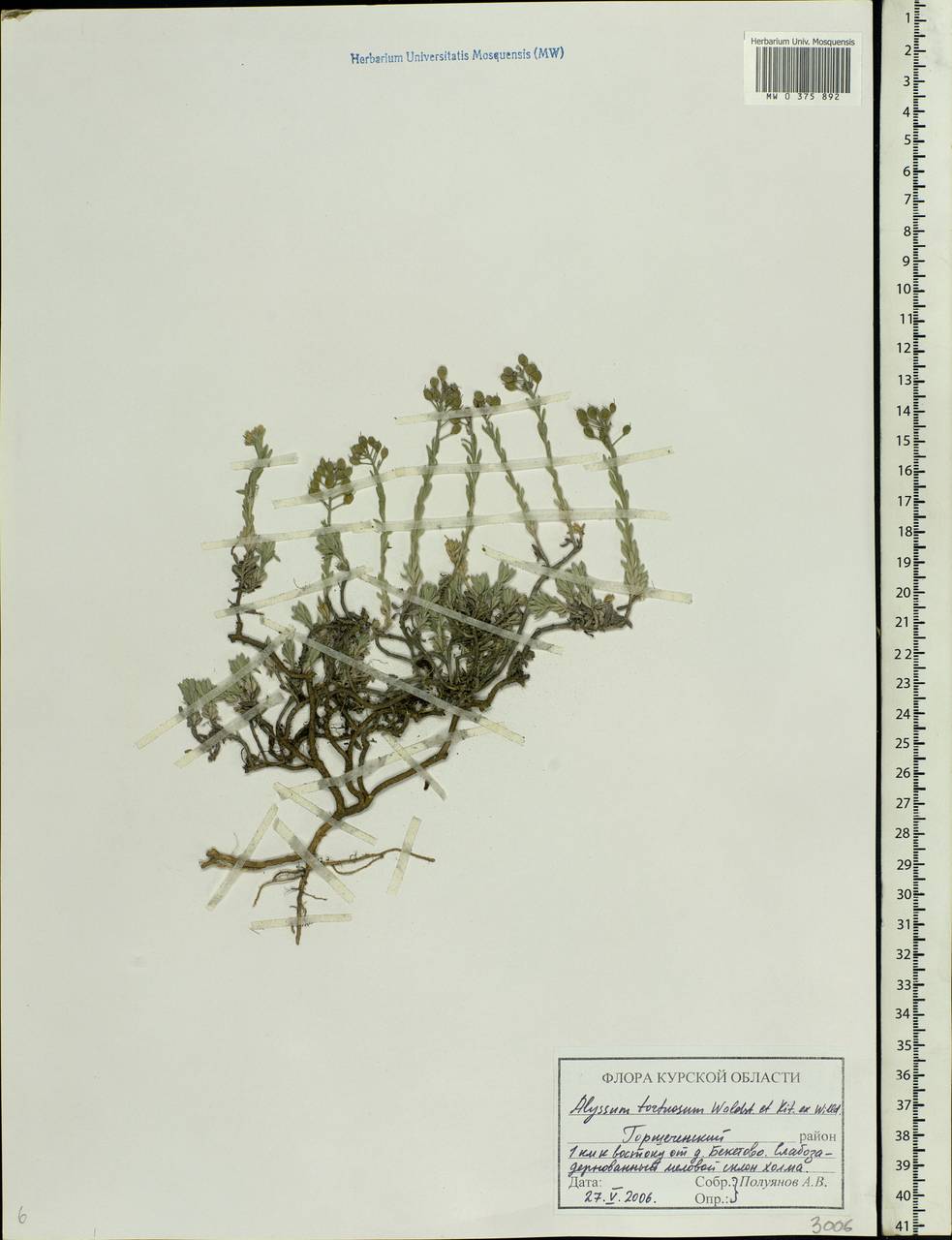Odontarrhena tortuosa subsp. tortuosa, Eastern Europe, Central forest-and-steppe region (E6) (Russia)