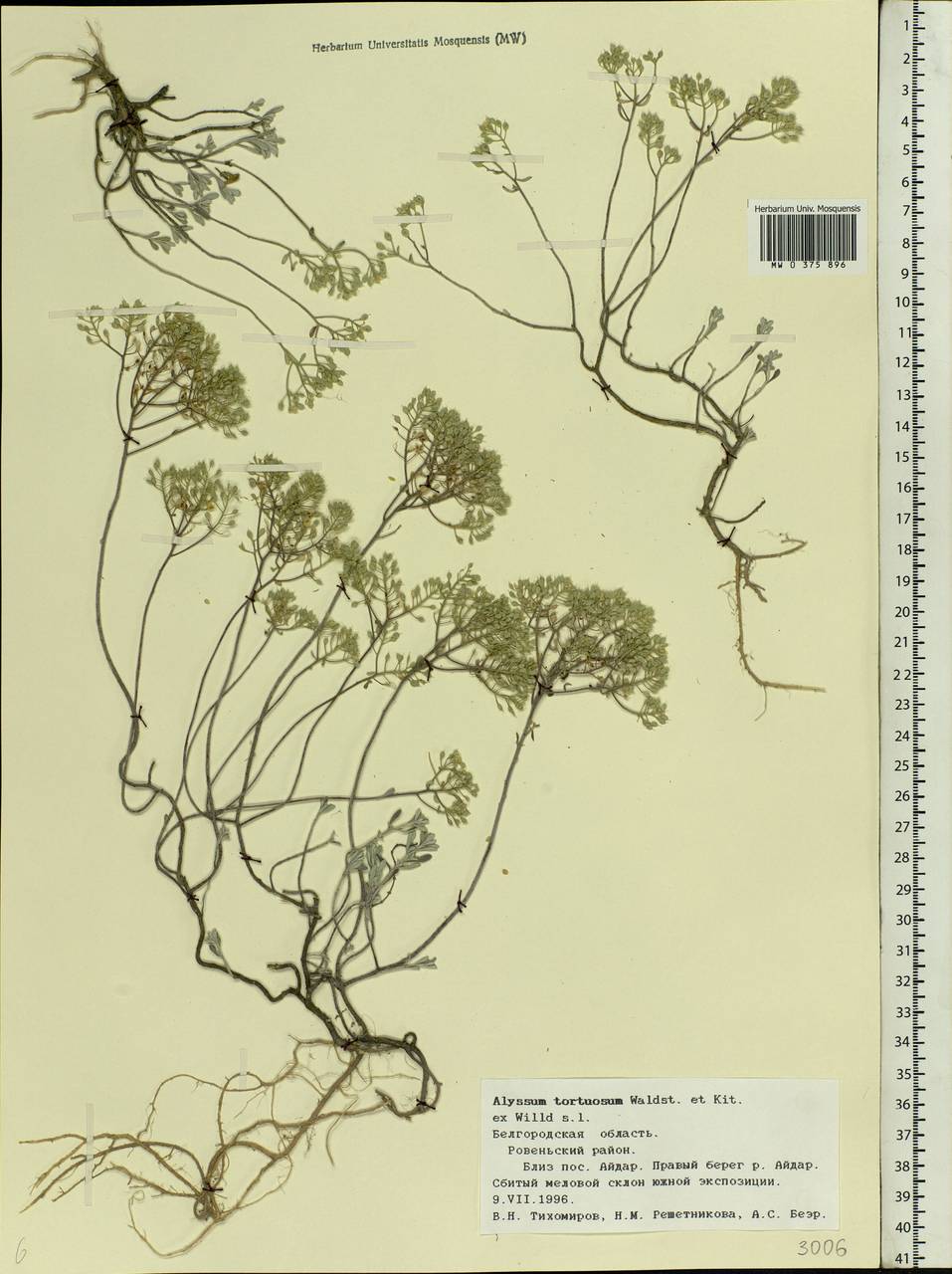 Odontarrhena tortuosa subsp. tortuosa, Eastern Europe, Central forest-and-steppe region (E6) (Russia)