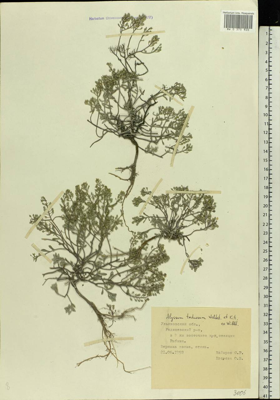 Odontarrhena tortuosa subsp. tortuosa, Eastern Europe, Middle Volga region (E8) (Russia)