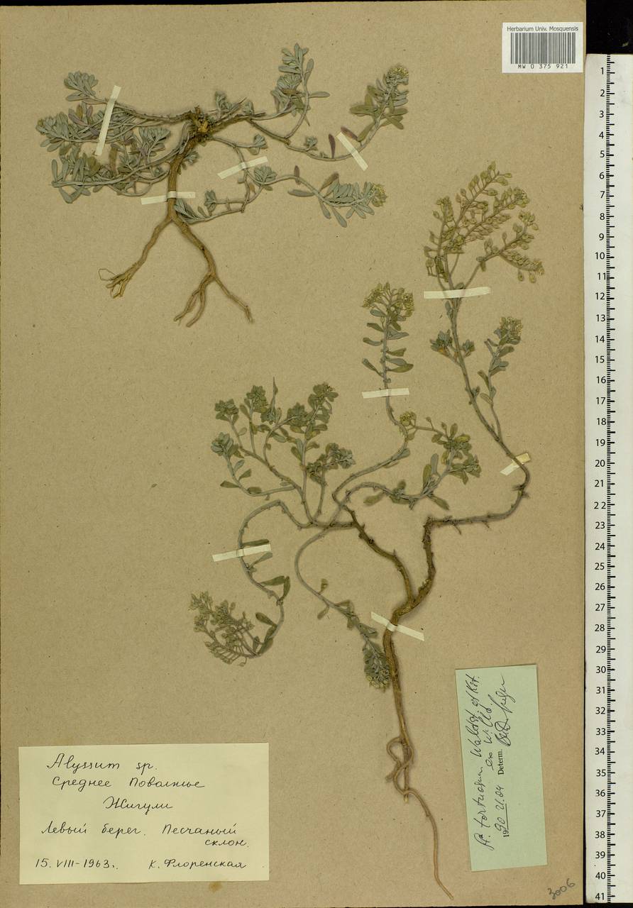 Odontarrhena tortuosa subsp. tortuosa, Eastern Europe, Middle Volga region (E8) (Russia)