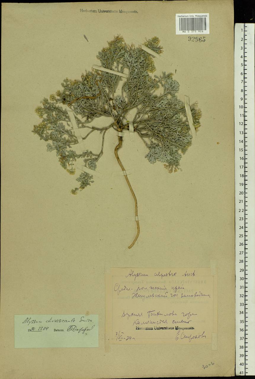 Odontarrhena tortuosa subsp. tortuosa, Eastern Europe, Middle Volga region (E8) (Russia)