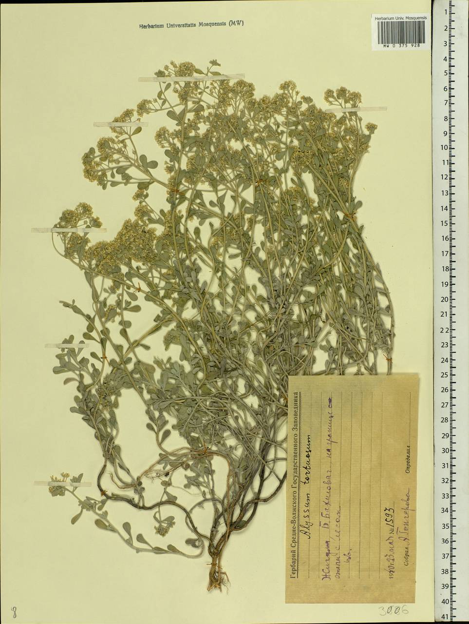 Odontarrhena tortuosa (Waldst. & Kit. ex Willd.) C.A.Mey., Eastern Europe, Middle Volga region (E8) (Russia)