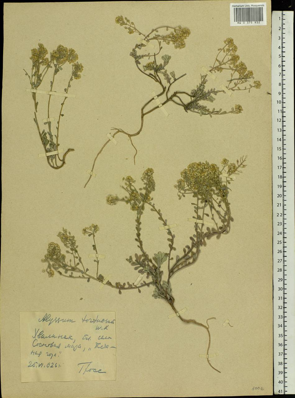 Odontarrhena tortuosa subsp. tortuosa, Eastern Europe, Lower Volga region (E9) (Russia)