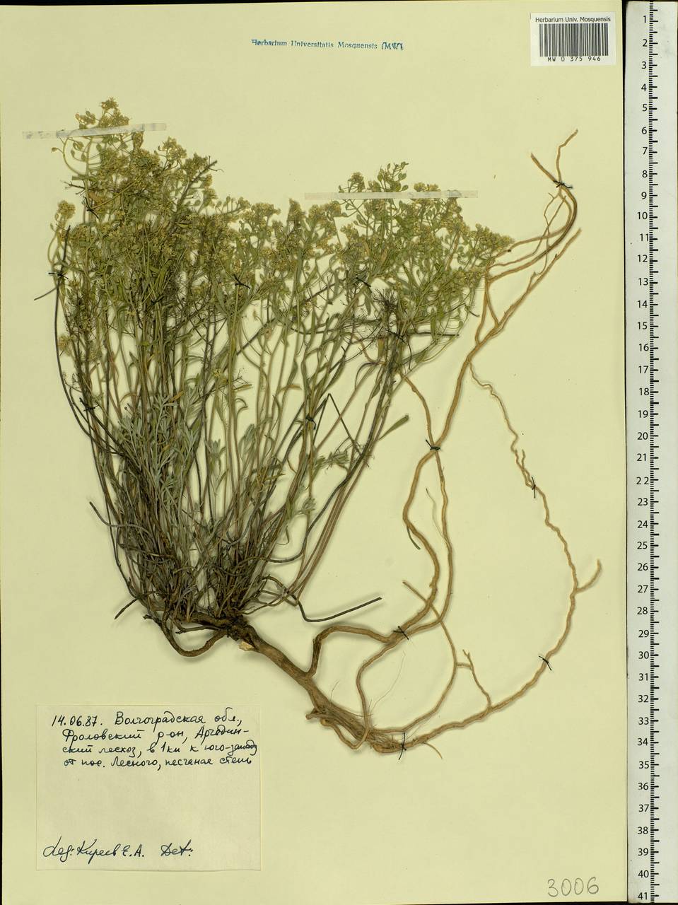 Odontarrhena tortuosa subsp. tortuosa, Eastern Europe, Lower Volga region (E9) (Russia)