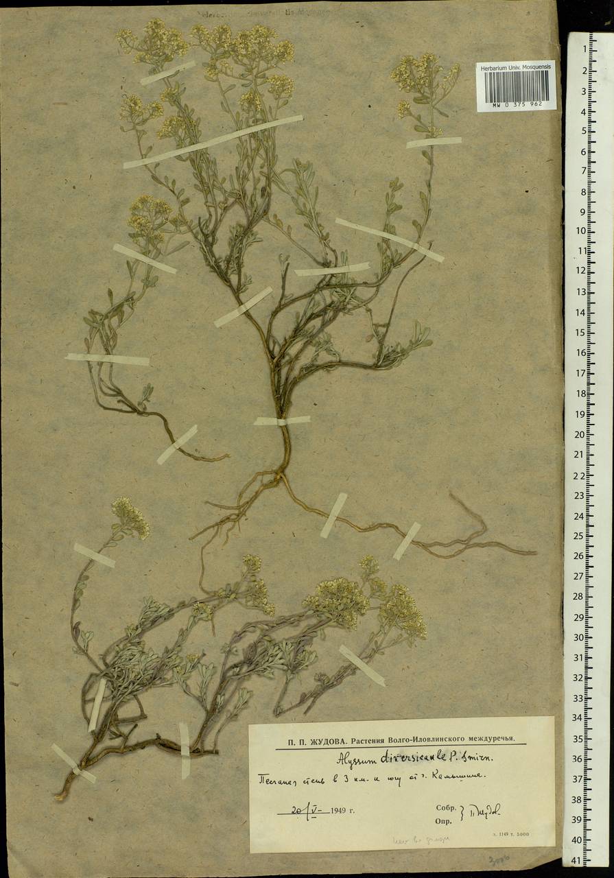 Odontarrhena tortuosa subsp. tortuosa, Eastern Europe, Lower Volga region (E9) (Russia)