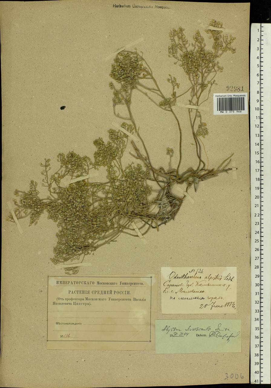 Odontarrhena tortuosa subsp. tortuosa, Eastern Europe, Lower Volga region (E9) (Russia)