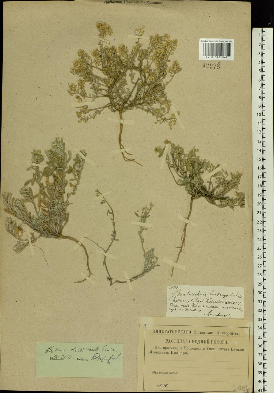 Odontarrhena tortuosa (Waldst. & Kit. ex Willd.) C.A.Mey., Eastern Europe, Lower Volga region (E9) (Russia)