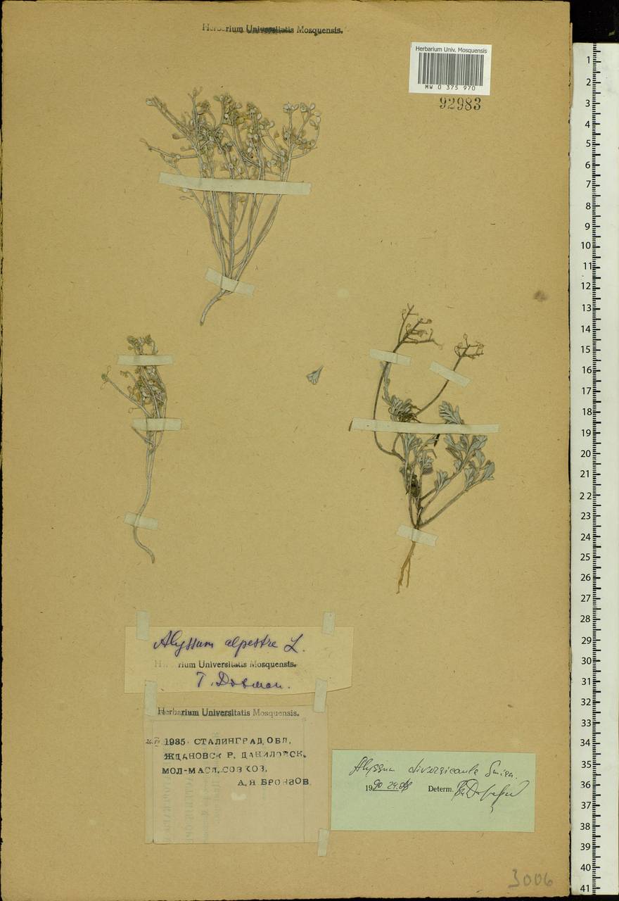 Odontarrhena tortuosa subsp. tortuosa, Eastern Europe, Lower Volga region (E9) (Russia)