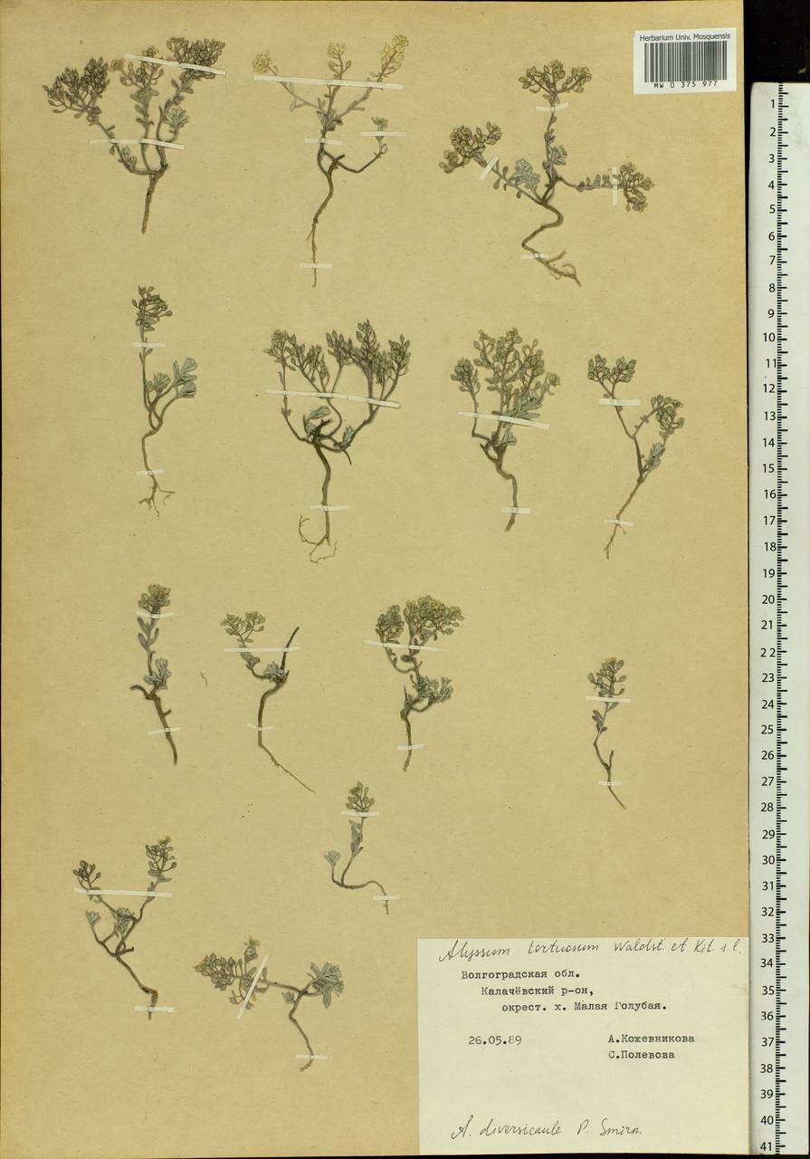 Odontarrhena tortuosa subsp. tortuosa, Eastern Europe, Lower Volga region (E9) (Russia)