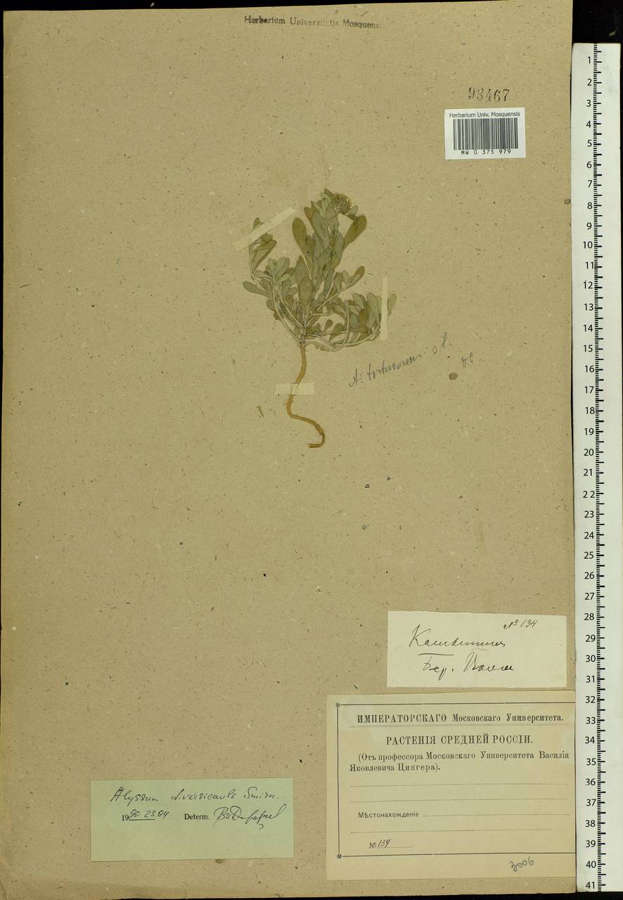 Odontarrhena tortuosa subsp. tortuosa, Eastern Europe, Lower Volga region (E9) (Russia)